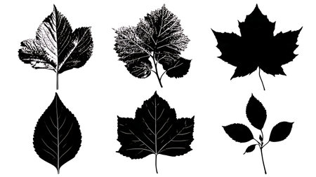 Six Common City and Park Tree Leaf Silhouettes in Black isolated on plain white background.のイラスト素材