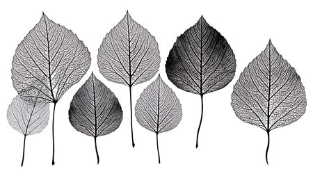 Flowing and Dynamic Abstract Leaf Black Silhouette Set of Six isolated on plain white background.のイラスト素材