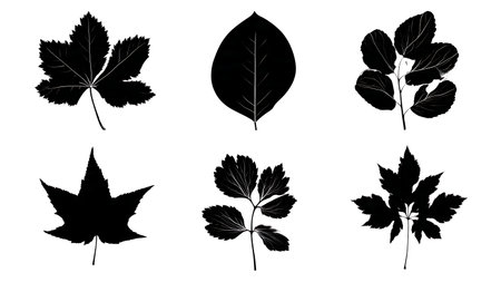 Six Tree Leaf Silhouettes Known for Autumn Color Variety isolated on plain white background.のイラスト素材