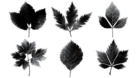 Frosted Winter Leaf Black Solid Silhouettes - Set of Six isolated on plain white background.のイラスト素材