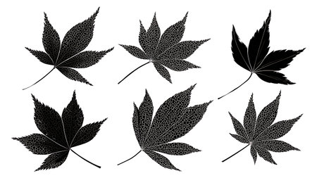 Six Intricate and Lacy Edge Leaf Silhouettes Vector Set isolated on plain white background.のイラスト素材