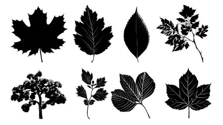 Set of Six North American Tree Leaf Silhouettes in Black isolated on plain white background.のイラスト素材