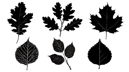 Set of Six North American Tree Leaf Silhouettes in Black isolated on plain white background.のイラスト素材