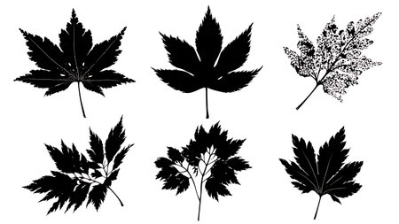 Six Intricate and Lacy Edge Leaf Silhouettes Vector Set isolated on plain white background.のイラスト素材