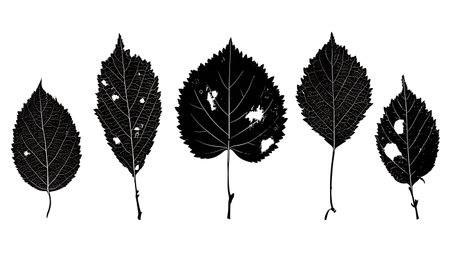 Collection of Six Insect-Damaged Leaf Vector Silhouettes isolated on plain white background.のイラスト素材
