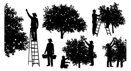 Black Solid Farmer Picking Oranges Silhouettes Set of Six on White Background isolated on plain white background.のイラスト素材