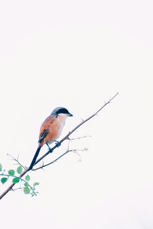 Red-backed Shrike (Lanius collurioides)の写真素材