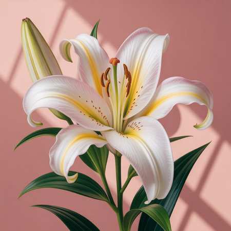 Beautiful white lily flower on a pink background with shadows.の写真素材