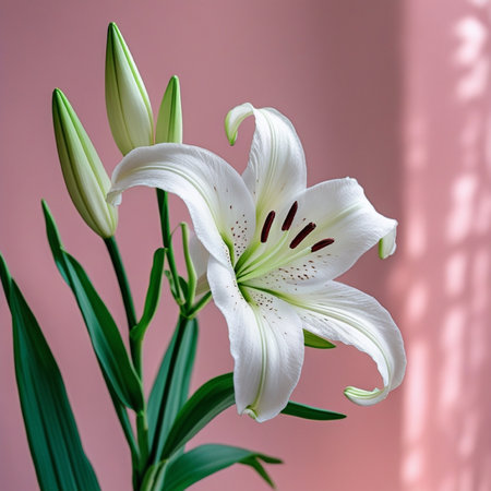 Beautiful white lily flowers on a pink background with shadow.の写真素材