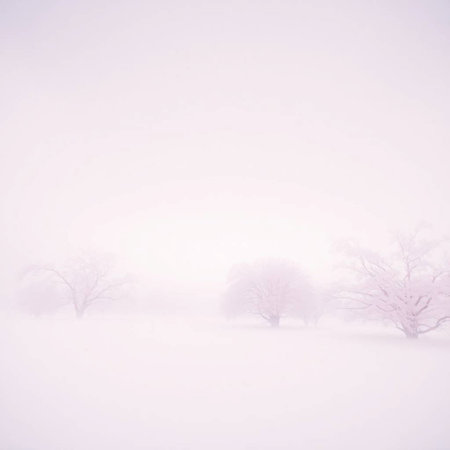 Winter landscape. Trees in the snow. Frosty foggy morningの写真素材