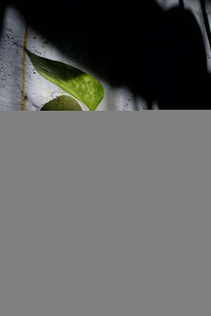 A vertical closeup shot of a green plant on a blurred backgroundの写真素材