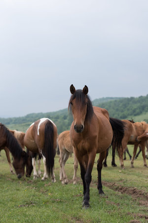 stalionの写真素材