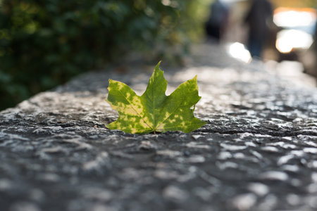 autumn is nearの写真素材