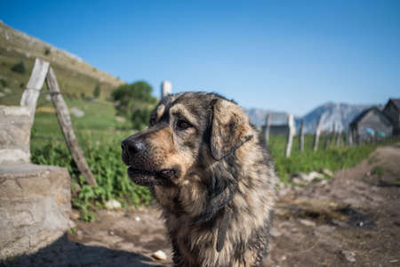 mountain dogの写真素材