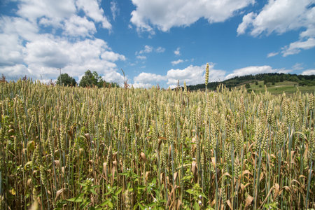 filed of wheat
