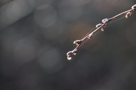 Raindrops on a branch in the forest