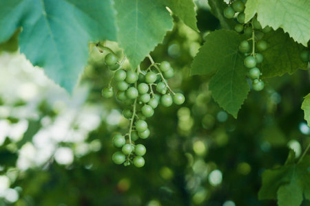 An unripe bunch of grapes grows on a vine in the garden