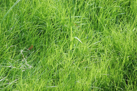 Long green grass seen close up. Fresh green grass growing in the meadow.の写真素材