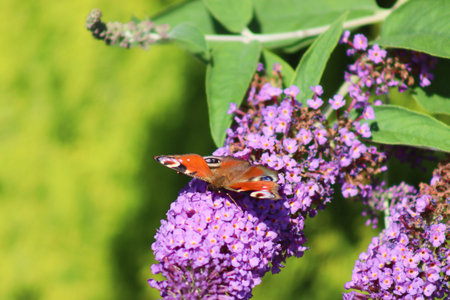 butterfly on a buddleia flower in the garden