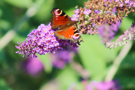 Peacock butterfly on purple Buddleja davidii in garden