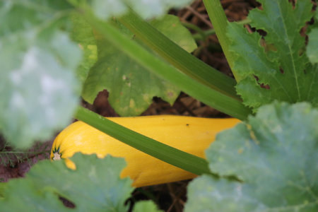 Raised patch with pumpkin and string beans. ucchini grows in a garden bedの写真素材