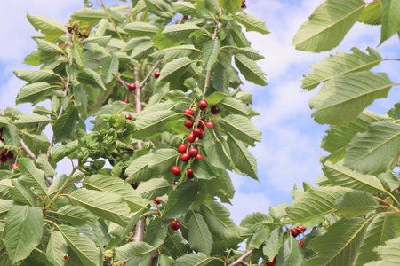 Ripe cherries grow on a tree in summer in Poland. Cherries seen up close grow on a tree.の写真素材