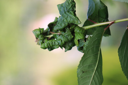 Root celery grows in a permaculture patch