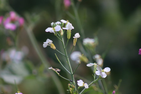 The radish has bloomed. Soon after pollination, pods will grow filled with seeds ready to be harvestedの写真素材
