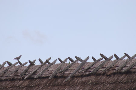 Old wooden piles driven into the ground form the fence of the historic settlementの写真素材