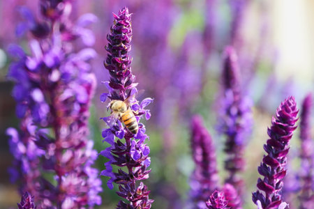 Downy sage in the garden attracts beesの写真素材