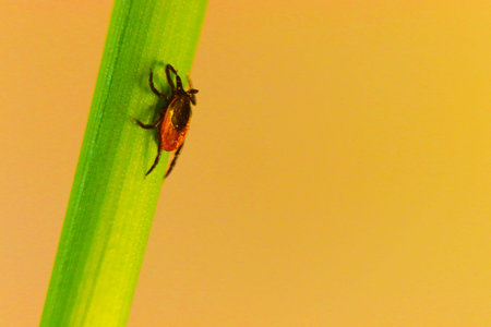 Red tick on the grass. Female tick on the grass in summer in Poland, Europe.