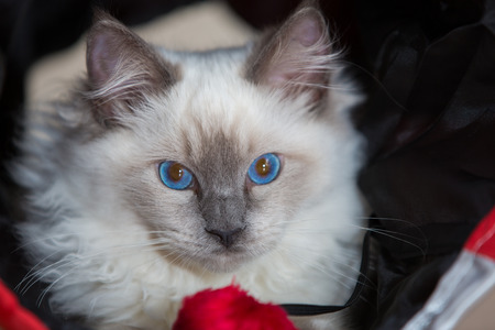 Playful ragdoll kittenの写真素材