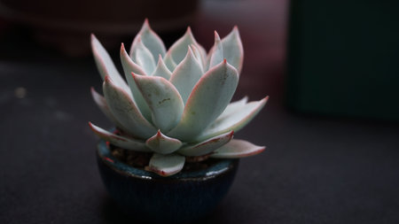 Succulent plant tiny arrengement