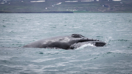 A humpback whale surfaces off the coast of Husavik and shows its blowhole.の写真素材
