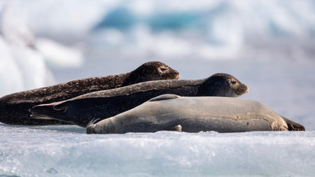 Three seals lie on an ice floe in the Joekulsarlon glacier lagoon.の写真素材