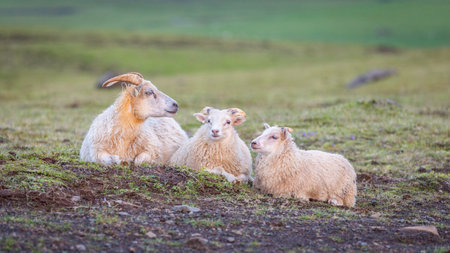 Three sheep lying in a meadow and relaxing.の写真素材