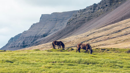 Black Icelandic horses in the wild on a green pasture.の写真素材