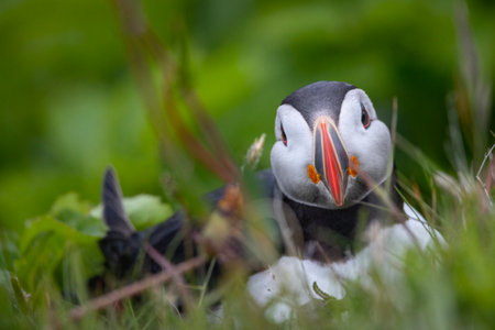 A puffin sits in the green grass.の写真素材