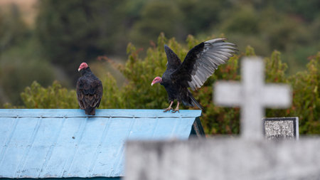 Two black vultures with red heads sit on a blue roof in the cemetery of Nercon on Chiloe.