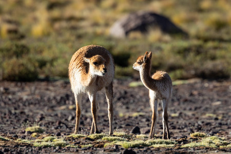 A young vicuna stands grazing with its mother in the Chilean steppe landscape of the Atacama Desert.