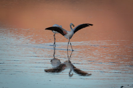 A flamingo stretches its wings in a salt lake in the Atacama Desert and prepares to take off.