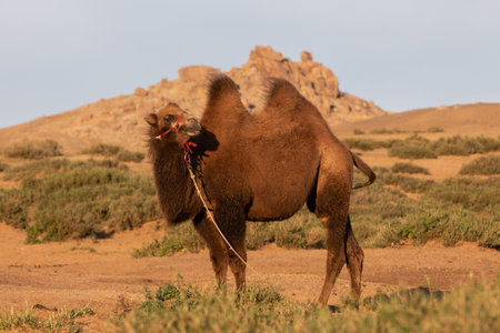 A camel on a lead stands on an overgrown dune in front of a rock formation on the edge of the Gobi Desertの写真素材
