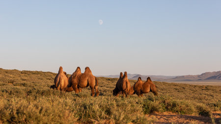 A group of camels graze on a green dune on the edge of the Gobi Desert in Mongolia and the moon can already be seen in the blue skyの写真素材
