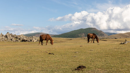 Two horses move through the steppe landscape of Mongolia and graze on the green pastures of the...