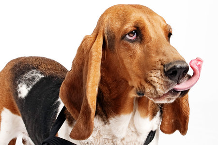 A Basset Hound Dog with tongue out