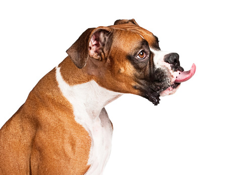 Funny photo of a boxer dog sticking his tongue outの写真素材