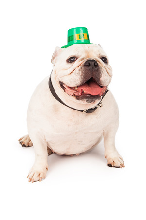 Bulldog sitting against a white background wearing a green St. Patrick's Day hatの写真素材