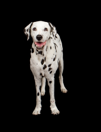 Dalmatian breed dog standing against a black backdropの写真素材