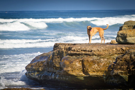 A large mixed breed dog standing on a large rock on the shore of a beach の写真素材