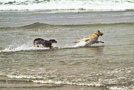 A yellow Labrador Retriever and a Bernese Mountain dog running in the water at a dog beach in Del...